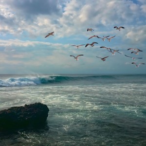 Seagulls at the seaside